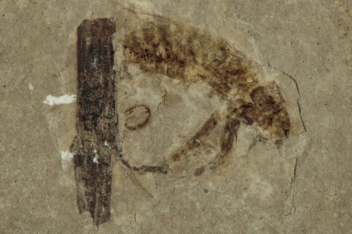Eocene Fossil Cricket (Orthoptera) - Green River Formation #356688